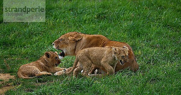 Afrikanischer Löwe (panthera leo)  Mutter und Jungtier