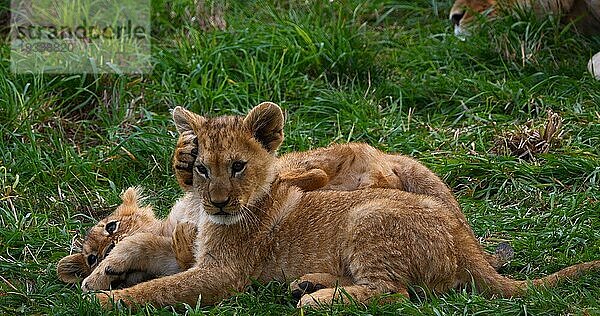 Afrikanischer Löwe (panthera leo)  spielendes Jungtier