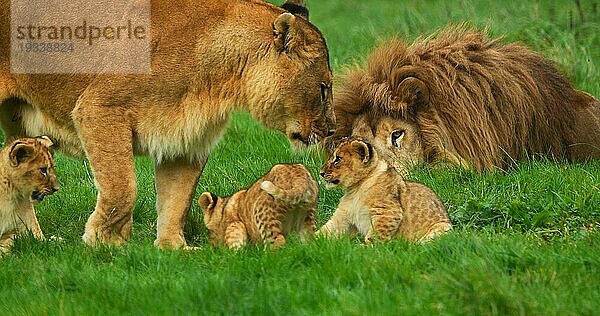 Afrikanischer Löwe (panthera leo)  Gruppe mit Männchen  Weibchen und Jungtier