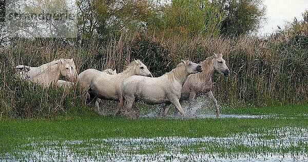 Camarguepferd Herde im Sumpf stehend  Saintes Marie de la Mer in der Camargue  in Südfrankreich