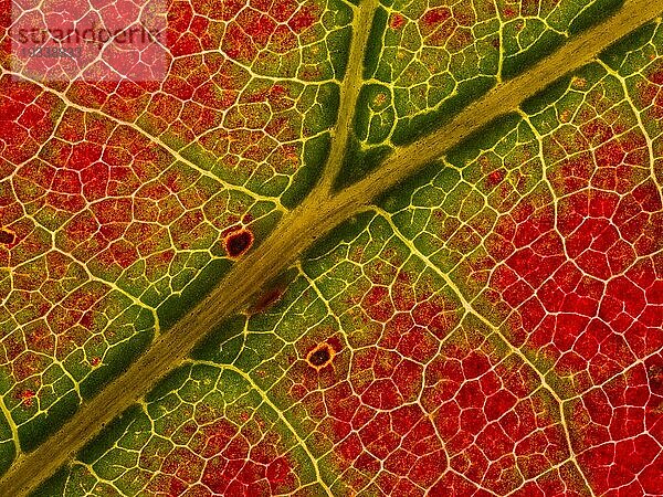 Herbstlich gefärbtes Blatt von einem Ahorn (Acer)  Detail  Makrofoto  Gegenlicht  Durchlicht  Studiofoto  Deutschland  Europa