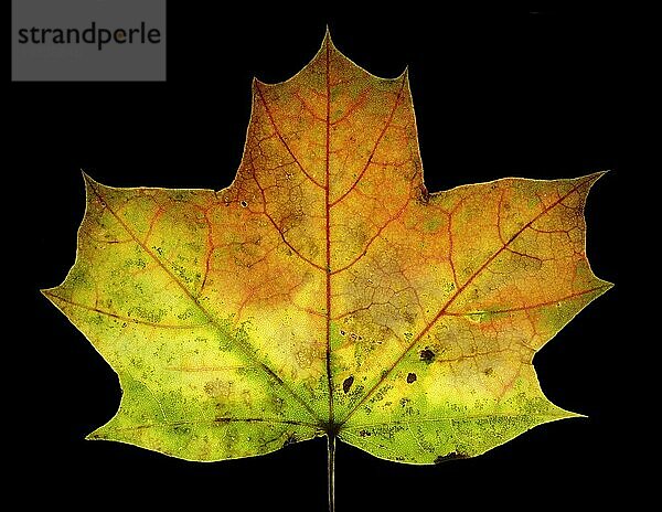 Herbstlich gefärbtes Blatt von einem Ahorn (Acer)  Makrofoto  Gegenlicht  Durchlicht  Studiofoto  Deutschland  Europa