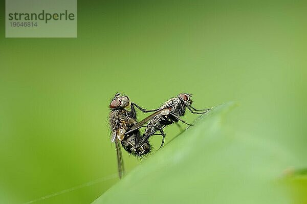 Fliegen (Brachycera)  Paar kopulierend  Nordrhein-Westfalen  Deutschland  Europa