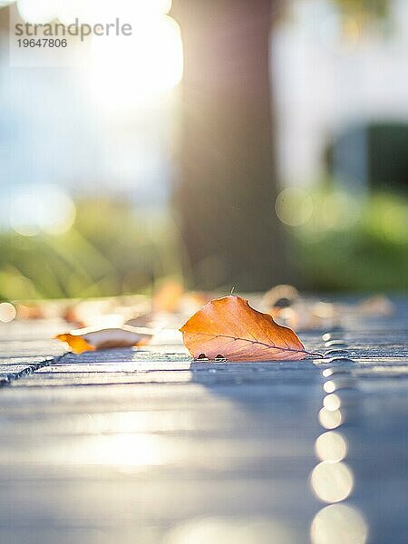 Herbstlaub im Gegenlicht auf einem Parktisch  Lichteffekte auf Eisennieten  Gärnerpark  Leoben  Steiermark  Österreich  Europa