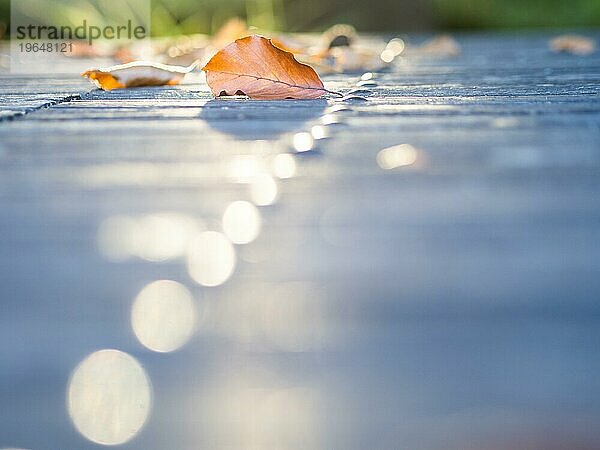 Herbstlaub im Gegenlicht auf einem Parktisch  Lichteffekte auf Eisennieten  Gärnerpark  Leoben  Steiermark  Österreich  Europa