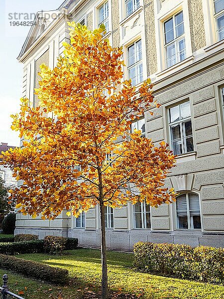 Baum mit Herbstlaub im Gegenlicht  Fassade der Montanuniversität  Leoben  Steiermark  Österreich  Europa