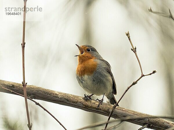 Fröhliches männliches Rotkehlchen (Erithacus rubecula)  im Frühling singend