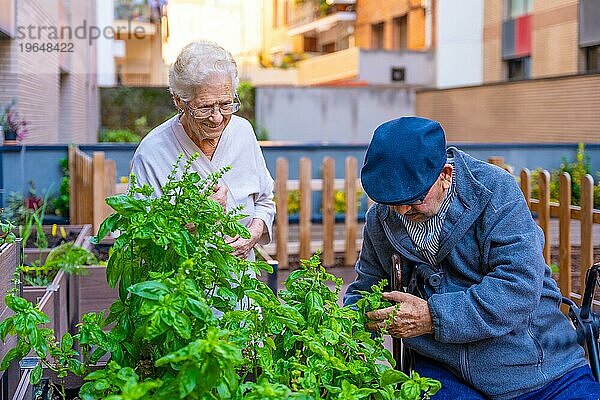 Ältere Menschen arbeiten im Garten und arrangieren Pflanzen in einer geriatrischen Einrichtung
