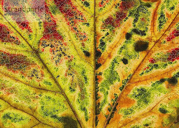 Detail von einem Blatt einer Dreispitzige Jungfernrebe (Parthenocissus tricuspidata)  Dreilappige Jungfernrebe  Wilder Wein  im Gegenlicht  Braunschweig  Niedersachsen  Deutschland  Europa