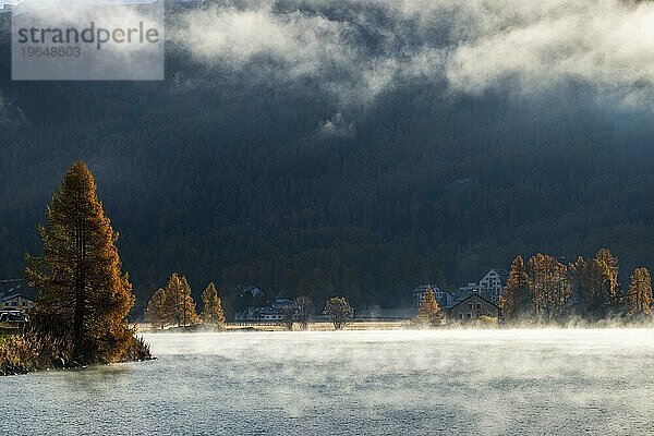 Gegenlicht mit Nebel am Silsersee  goldene Lärchen  Engadin  Kanton Graubünden  Schweiz  Europa