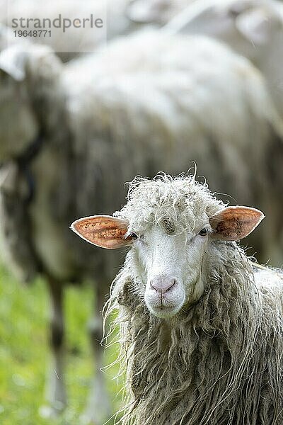 Schaf in einer Schafsherde auf einer wiese blickt in die Kamera  Bari Sardo  Ogliastra  Sardinien  Italien  Europa