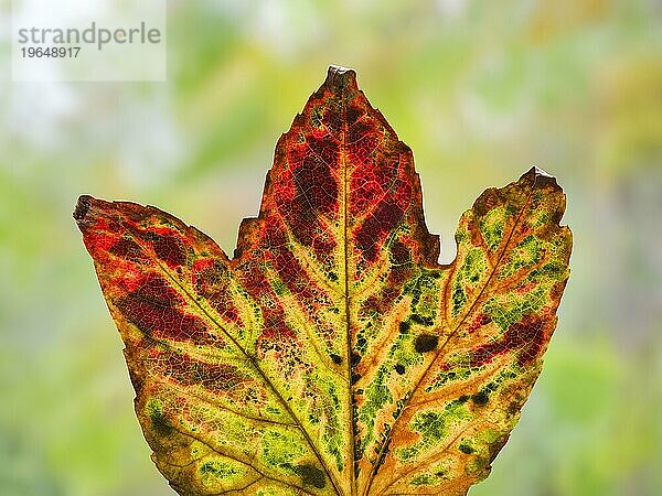 Blatt einer Dreispitzige Jungfernrebe (Parthenocissus tricuspidata)  Dreilappige Jungfernrebe  Wilder Wein  im Gegenlicht  Braunschweig  Niedersachsen  Deutschland  Europa