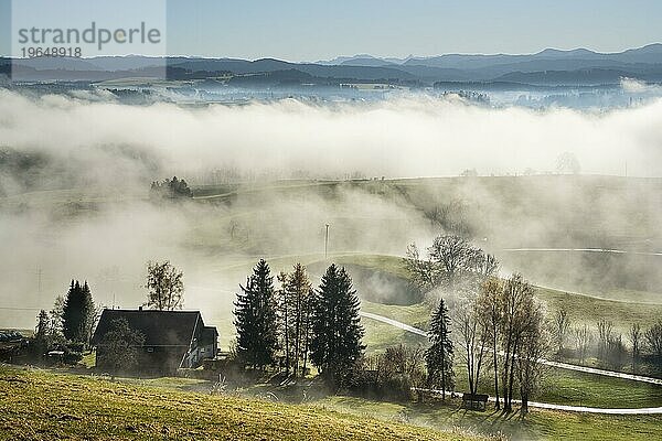 Landschaft im Allgäu im Herbst. Tiefe Wolken hängen im Tal. Nebel steigt in der Sonne auf. Ein einzelner Bauernhof im Vordergrund. Berge im Hintergrund. Inversionswetterlage  gutes Wetter  klarer blauer Himmel. Gegenlicht. Siggener Höhe  Gemeinde Argenbühl  Baden-Württemberg  Deutschland  Europa