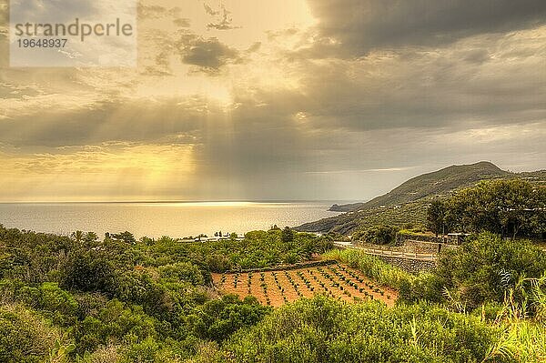 Morgens  Gegenlicht  wolkiger Himmel  Weinfeld  Ostküste  Pantelleria  Pelagische Inseln  Sizilien  Italien  Europa