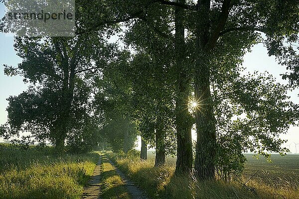 Allee mit Pappeln (Populus) im Gegenlicht am Morgen. Brandenburg  Kötzlin x hybridus