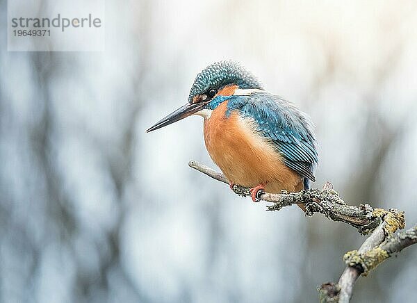 Schöner Eisvogel (Alcedo atthis) auf einem kleinen Ast an einem frostigen Tag in Deutschland  Europa. Weiches Gegenlicht