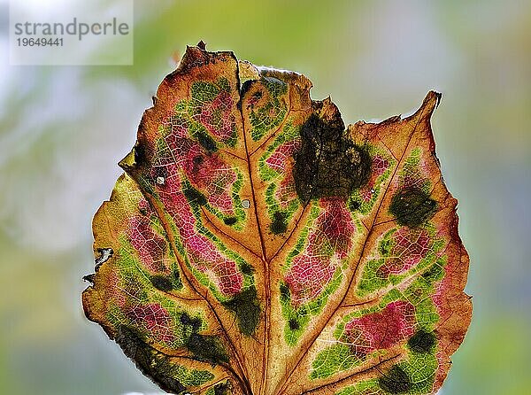 Blatt einer Dreispitzige Jungfernrebe (Parthenocissus tricuspidata)  Dreilappige Jungfernrebe  Wilder Wein  im Gegenlicht  Braunschweig  Niedersachsen  Deutschland  Europa