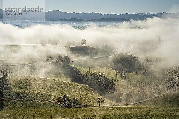 Landschaft im Allgäu im Herbst. Tiefe Wolken hängen im Tal. Nebel steigt in der Sonne auf. Berge im Hintergrund. Inversionswetterlage  gutes Wetter  klarer blauer Himmel. Gegenlicht. Siggener Höhe  Gemeinde Argenbühl  Baden-Württemberg  Deutschland  Europa