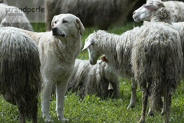 Herdenschutzhund  Hütehund  Hirtenhund der Rasse Maremmano auf einer Weide schützend inmitten in seiner Schafsherde  Bari Sardo  Ogliastra  Sardinien  Italien  Europa