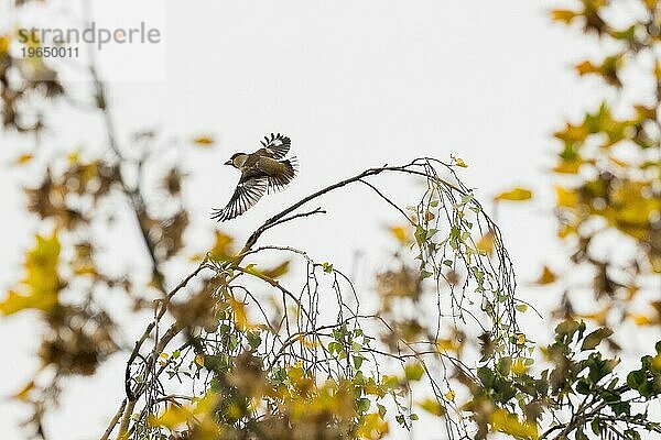 Kernbeisser (Coccothraustes coccothraustes) beim Abflug von einem Birkenzweig  herbstliches Bokeh  Hessen  Deutschland)