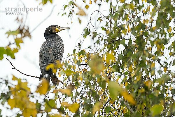 Kormoran (Phalacrocorax carbo) steht auf Ast  herbstliches Bokeh  Hessen  Deutschland  Europa