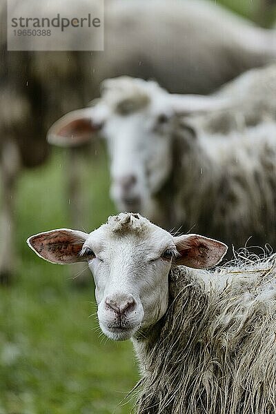 Schaf in einer Schafsherde auf einer wiese blickt in die Kamera  Bari Sardo  Ogliastra  Sardinien  Italien  Europa