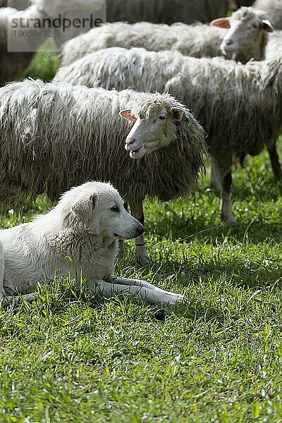 Herdenschutzhund  Hütehund  Hirtenhund der Rasse Maremmano auf einer Weide schützend inmitten in seiner Schafsherde  Bari Sardo  Ogliastra  Sardinien  Italien  Europa