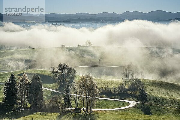 Landschaft im Allgäu im Herbst. Tiefe Wolken hängen im Tal. Nebel steigt in der Sonne auf. Berge im Hintergrund. Inversionswetterlage  gutes Wetter  klarer blauer Himmel. Gegenlicht. Siggener Höhe  Gemeinde Argenbühl  Baden-Württemberg  Deutschland  Europa