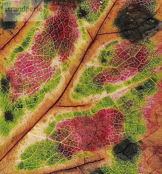 Detail von einem Blatt einer Dreispitzige Jungfernrebe (Parthenocissus tricuspidata)  Dreilappige Jungfernrebe  Wilder Wein  im Gegenlicht  Braunschweig  Niedersachsen  Deutschland  Europa