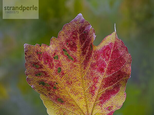 Blatt einer Dreispitzige Jungfernrebe (Parthenocissus tricuspidata)  Dreilappige Jungfernrebe  Wilder Wein  im Gegenlicht  Braunschweig  Niedersachsen  Deutschland  Europa