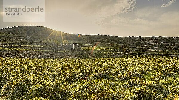 Abendliches Gegenlicht  Weinfelder  Cantina  Donna Fugata  Weingut  Pantelleria  Pelagische Inseln  Sizilien  Italien  Europa