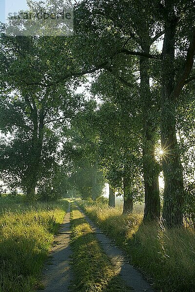 Allee mit Pappeln (Populus) im Gegenlicht am Morgen. Brandenburg  Kötzlin x hybridus