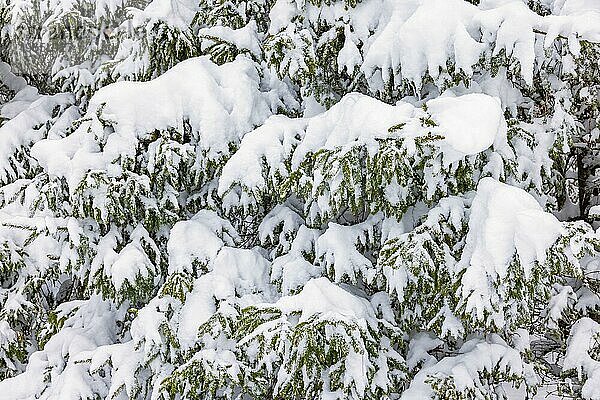 Verschneite Fichtenzweige in einem Wald im Winter