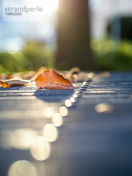 Herbstlaub im Gegenlicht auf einem Parktisch  Lichteffekte auf Eisennieten  Gärnerpark  Leoben  Steiermark  Österreich  Europa