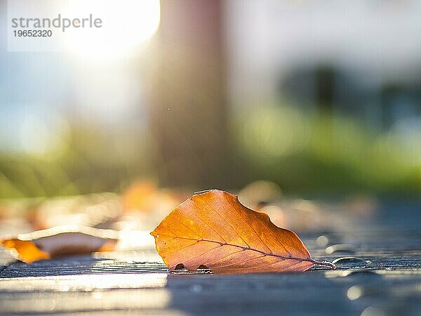 Herbstlaub im Gegenlicht auf einem Parktisch  Lichteffekte auf Eisennieten  Gärnerpark  Leoben  Steiermark  Österreich  Europa