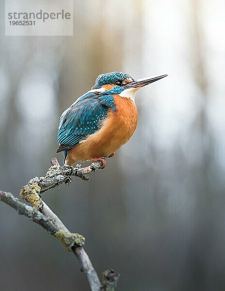 Schöner Eisvogel (Alcedo atthis) auf einem kleinen Ast an einem frostigen Tag in Deutschland  Europa. Weiches Gegenlicht