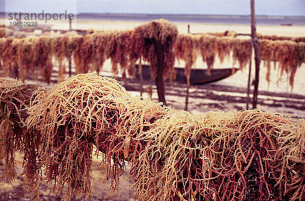 Nasse Algen hängen zum Trocknen am Strand des Dorfes Chwaka an der Ostküste