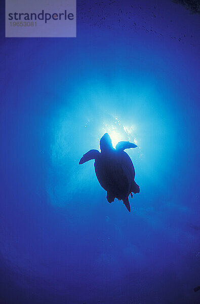 Silhouette der Unechten Karettschildkröte (Caretta caretta)  Inselkette Exuma  Bahamas