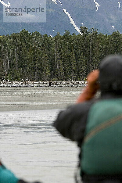 Peson betrachtet Bären durch ein Fernglas von einem Floß im Yukon-Territorium  Kanada. (selektiver Fokus auf Hintergrund und Bär)