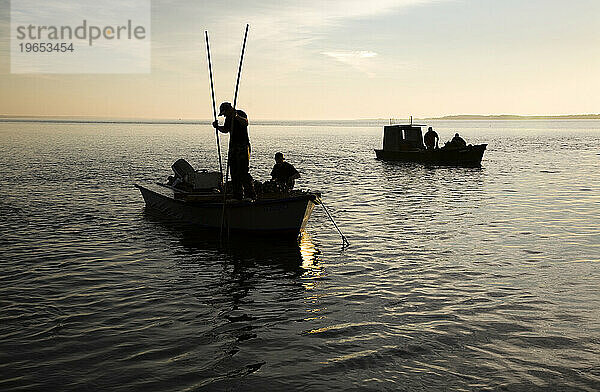 In der Apalachicola Bay  Florida  zeichnen sich junge Männer als Silhouetten gegen den Morgenhimmel ab und harken mit ihren Zangen die Austernbänke.