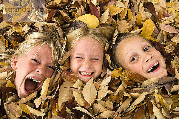 Drei Kinder  zwei Mädchen und ein Junge  spielen im Herbstlaub in Fort Collins  Colorado.