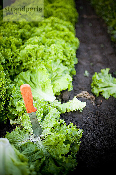 Bio-Salat pflücken