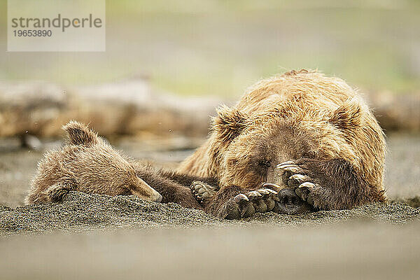 Bärenmutter und Junges machen zusammen ein Nickerchen