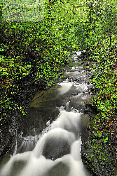 Stream im Fillmore Glen State Park  New York  USA