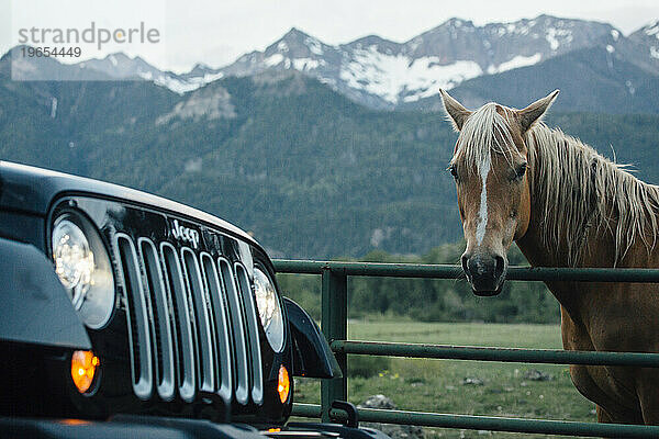 Auto parkte neben einem Pferd  das hinter einem Zaun stand und in die Kamera blickte  Colorado  USA