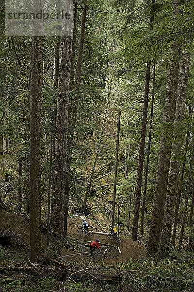 Zwei Mountainbiker fahren auf einem Singletrail durch den Wald.