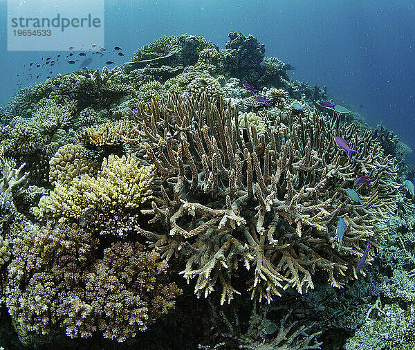 Hartkorallen  Great Barrier Reef  Hoher Norden  Australien