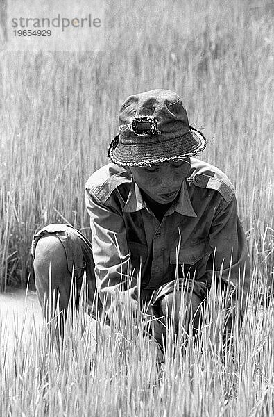 Ein Mann pflanzt Reis  Vang Vieng  Laos.