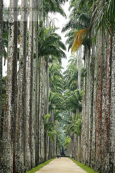 Jardim Botanico oder der Botanische Garten  Rio de Janeiro  Brasilien.