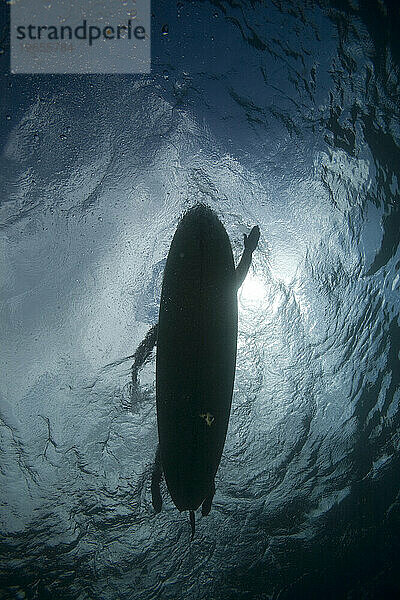 eine Unterwassersilhouette eines Surfers  der sein Surfbrett paddelt